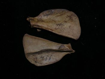 Media type: image;   Mammalogy BOM-466